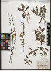 Foto von Salix purpurea L.